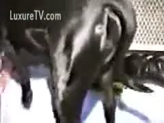 Kristi's amateur pussy was buried deep by a large black dog.